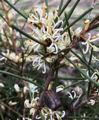 Hakea vittata