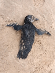 Spheniscus demersus