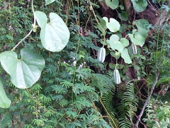 Aristolochia ringens