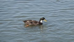 Anas platyrhynchos domesticus