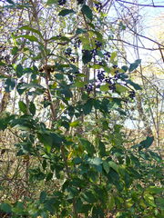 Ligustrum obtusifolium