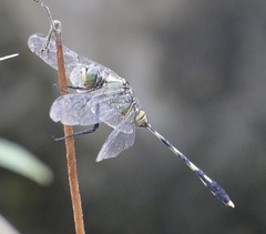 Orthetrum serapia