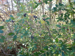 Ligustrum obtusifolium