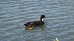 Anas platyrhynchos domesticus