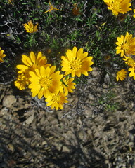 Gorteria integrifolia