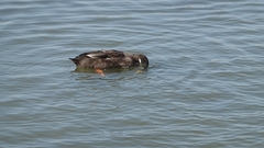 Anas platyrhynchos domesticus