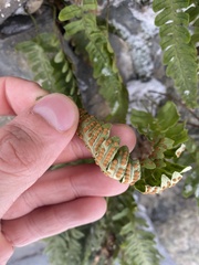 Polypodium vulgare