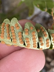 Polypodium vulgare