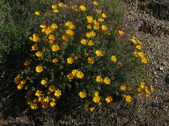 Gorteria integrifolia