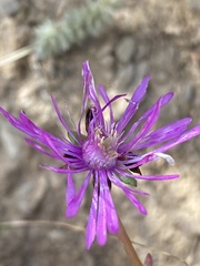 Lampranthus elegans