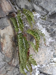 Polypodium vulgare