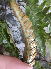 Polypodium vulgare