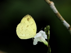Eurema andersoni