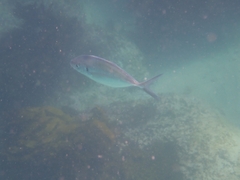 Pseudocaranx georgianus