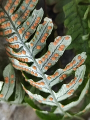 Polypodium vulgare