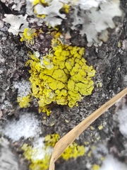 Vulpicida pinastri