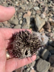 Heliocidaris erythrogramma