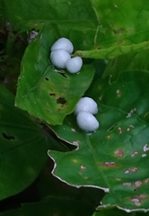 Tessaratoma papillosa