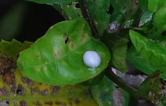 Tessaratoma papillosa