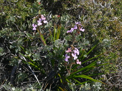 Stylidium pilosum