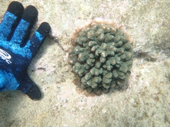 Pocillopora aliciae