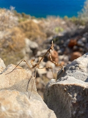 Empusa fasciata