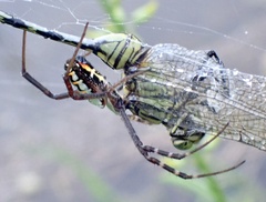 Argiope catenulata