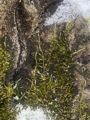 Bryopsida