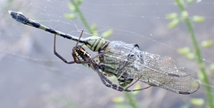 Argiope catenulata