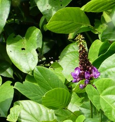 Macropsychanthus hexander