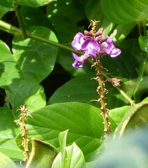 Macropsychanthus hexander