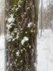 Bryopsida