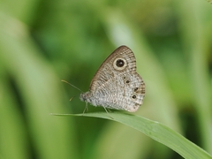 Ypthima baldus
