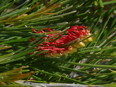 Adenanthos sericeus
