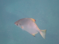 Monodactylus argenteus
