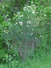 Ozothamnus diosmifolius