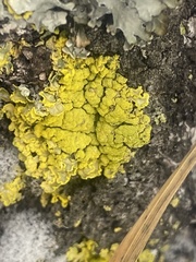 Vulpicida pinastri
