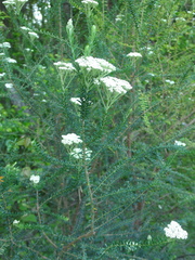 Ozothamnus diosmifolius