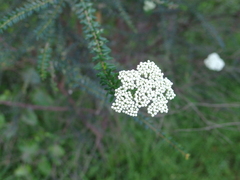 Ozothamnus diosmifolius
