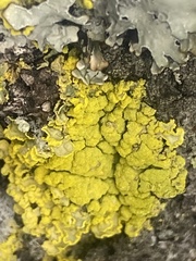 Vulpicida pinastri