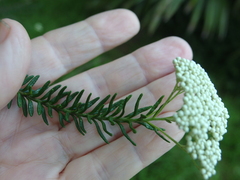 Ozothamnus diosmifolius