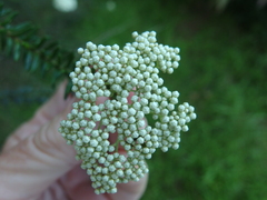 Ozothamnus diosmifolius