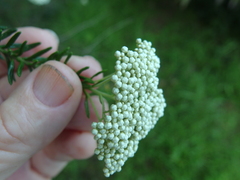 Ozothamnus diosmifolius