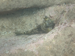 Aplodactylus lophodon