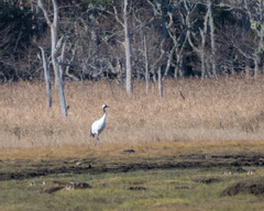 Grus japonensis