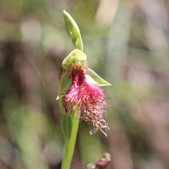 Calochilus