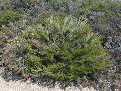 Adenanthos sericeus