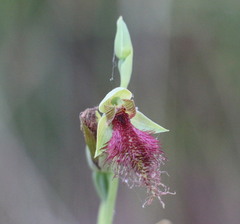 Calochilus