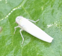 Cofana