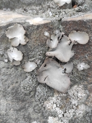 Umbilicaria
